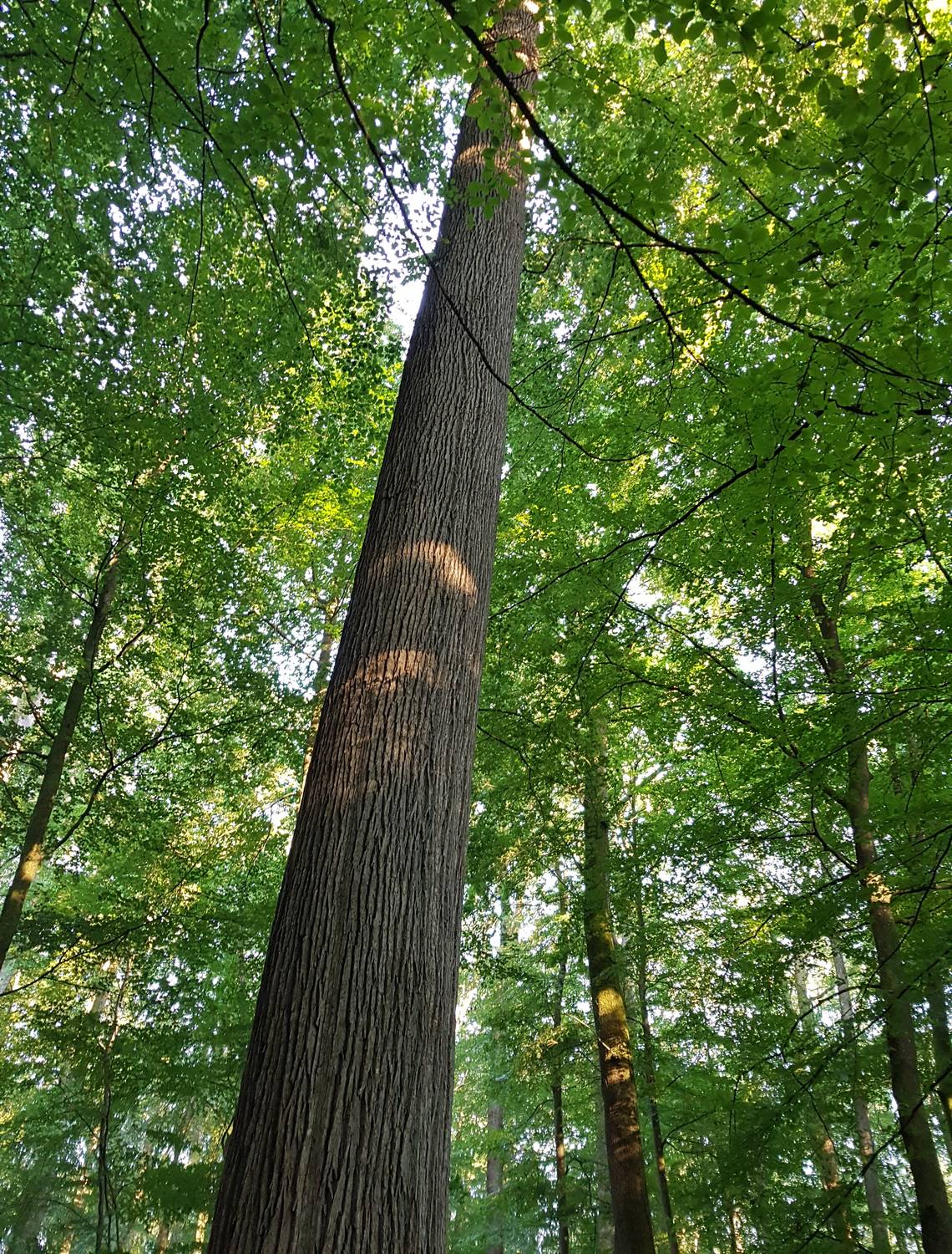 Offriamo esclusivamente legno proveniente da foreste francesi, la maggior parte delle quali è disciplinata dall'ONF e soddisfa i criteri di gestione e sviluppo sostenibili.