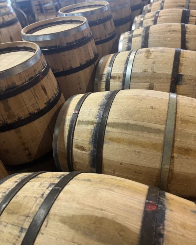 Barriques en vidange après vérification de leur étanchéité (« éprouvage ») 💧

~

Barrels being drained after leak testing ("proofing") 💧

#tonnelleriebordelaise #tonnelleriebordeaux #tonnelleriefrance #barriques #fûts #éprouvage #chênefrançais #viticulture #artisanat #savoirfaire #winetasting #Winemaking